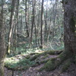 富士河口湖町へ！　～青木ヶ原樹海　2022年冬～