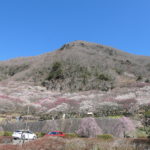 湯河原町へ！　～湯河原梅林　2023年春～